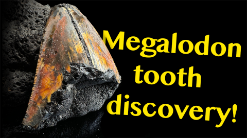 Deep Sea Megalodon Tooth Fossil Updates from the Experts
