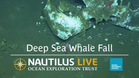 Deep Sea Whale Fall Near Clayoquot Slope 