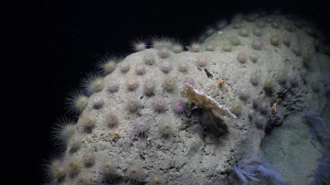 Ocean Exploration Trusts Explores Biodiversity of Ancient Seamounts near Jarvis Island