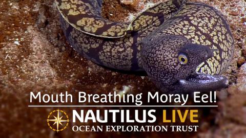 ​​Mouth Breathing Moray Eel