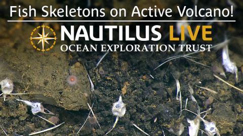 Fish Skeletons on Active Volcano Vailuluʻu Seamount