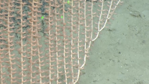 Newly Described Tridentisis Coral Spotted on Tutuila Ridge