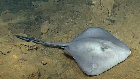 Deep-Sea Rays on Vailuluʻu Seamount