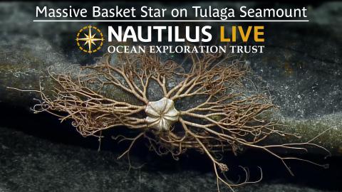 Massive Basket Star on Tulaga Seamount