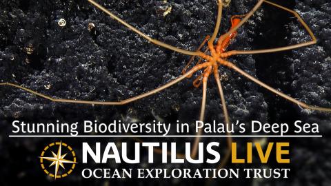 Stunning Biodiversity in Palau’s Deep Sea