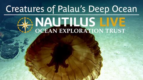 Squishy, Floaty, and Swimmy: Creatures of Palau’s Deep Ocean
