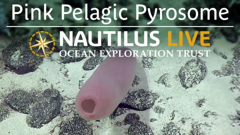 Pink Pelagic "Pipe" Pyrosome