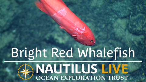 Bright Red Velvet Whalefish in Palau