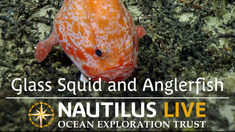 Glass Squid and Anglerfish Show Off Ocean Adaptations