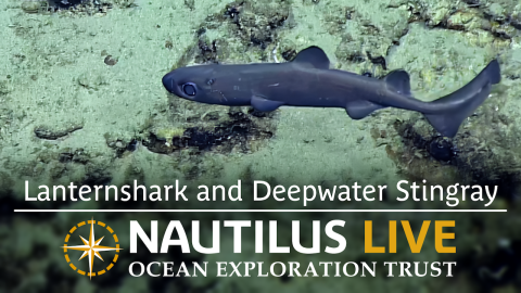 Elasmobranches of Palau: Lanternshark and Deepwater Stingray
