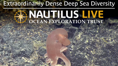 Extraordinarily Dense Deep Sea Diversity in Palau’s Waters