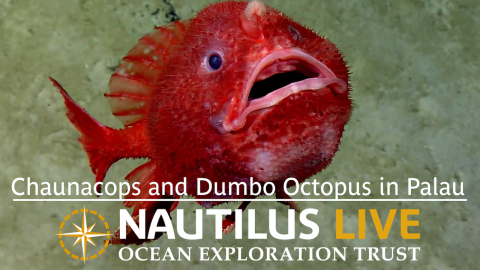Exceptional Footage of Chaunacops and Dumbo Octopus in Palau