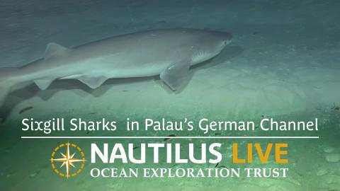 Sixgill Sharks Spotted in Palau’s German Channel