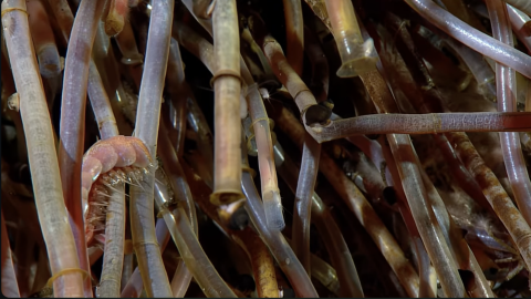 Scaleworm in a bundle of hydrothermal vent worms