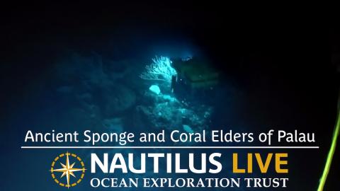 Ancient Sponge and Coral Elders of Palau 