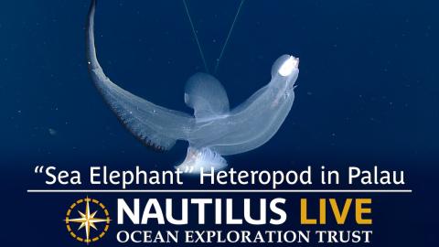 Meet the Huge “Sea Elephant” Heteropod in Palau’s Ocean