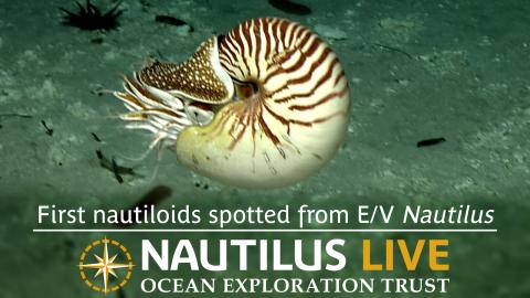 First nautiloids spotted from E/V Nautilus on last dive of season! 