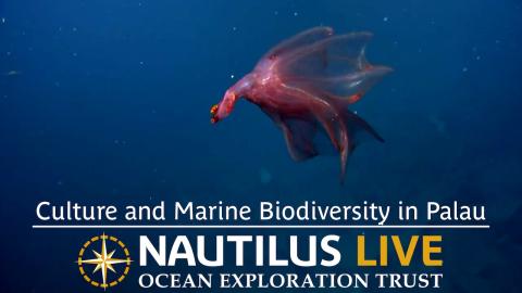 Connecting Culture and Marine Biodiversity in Palau