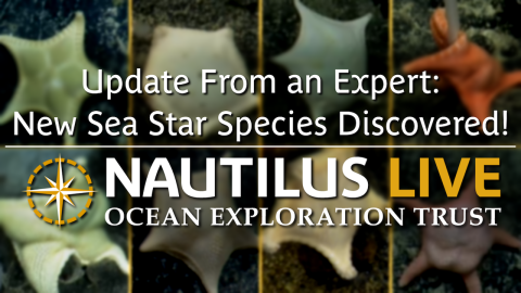 New Sea Star Species Discovered: Update from an Expert 