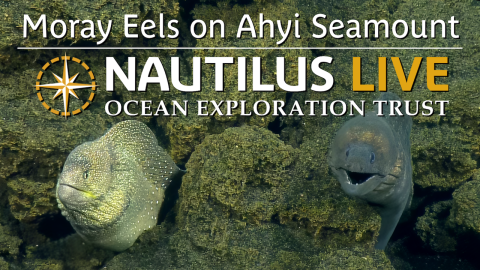 R(eel)y Photogenic Moray Pair on Ahyi Seamount 