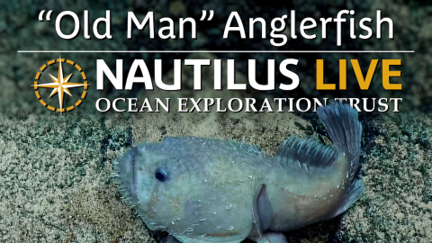 “Old Man” Sladenia Anglerfish in the Marianas 