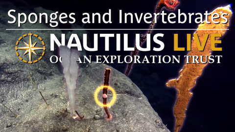 Deep Sea Sponges and Invertebrates on Vogt Seamount