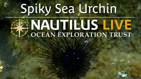 Spiky Sea Urchin on Ahyi Seamount 