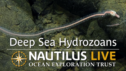 Deep-Sea Hydrozoans of the Burke Vent Field