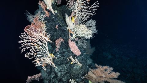 Exploring the Deep Sea of the Marshall Islands 
