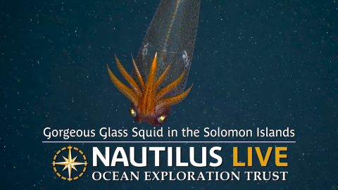Gorgeous Glass Squid in the Solomon Islands