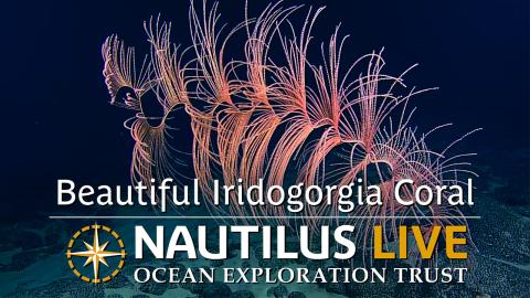 Beautiful Iridogorgia Coral Rises Meters from the Seafloor