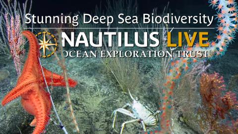 Stunning Deep Sea Biodiversity of Bikar and Bokak National Marine Sanctuary