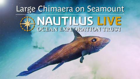 Large Chimaera on Never-Before-Surveyed Seamount 