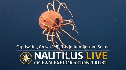 Captivating Crown Jellyfish in Iron Bottom Sound 