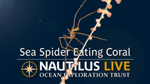 Sea Spider Eating Coral “Waves” at the Camera