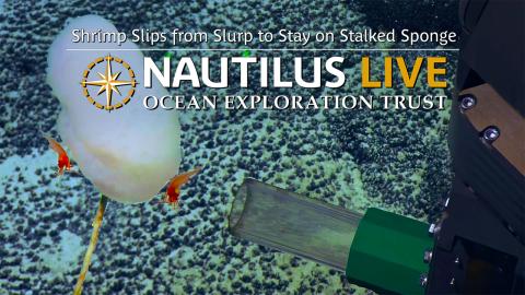 Shrimp Slips from Slurp to Stay on Stalked Sponge 