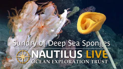 Sundry of Deep-Sea Sponges in the Marshall Islands