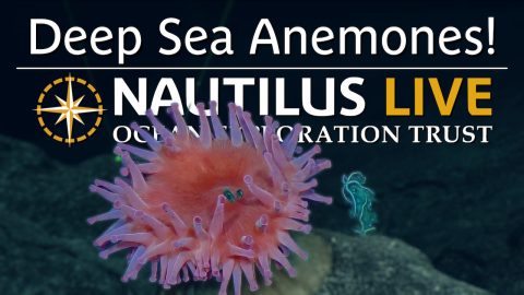 Deep-Sea Anemones of the Marshall Islands 