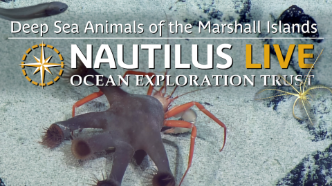 Deep Sea Animals of the Marshall Islands 