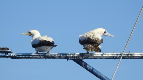 Bird & Wildlife Observations from the NA175 Expedition