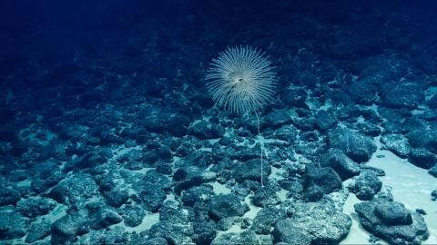 Exploring Deep Sea Habitats of the Cook Islands with New Camera Tech 