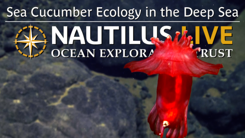 Sea Cucumber Ecology in the Cook Islands Deep Sea 