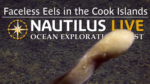 Faceless Eels in the Cook Islands Deep 