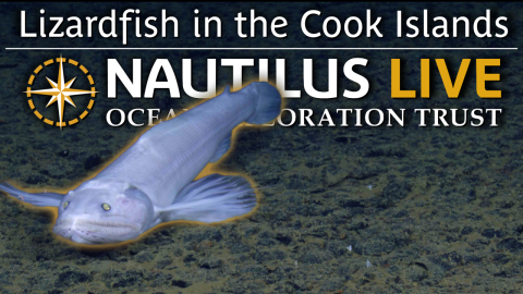 Spooky Lizardfish on Cook Islands' Seafloor 