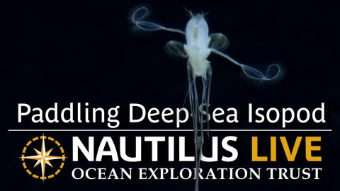 Deep-Sea Isopod Paddles by ROV Little Hercules
