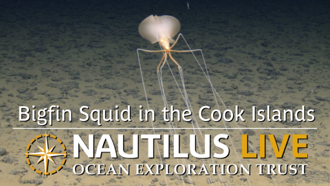 Rare Bigfin Squid in the Cook Islands