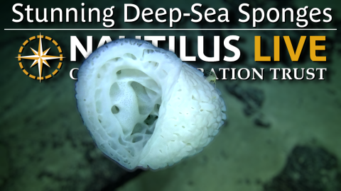 Abyssal Sponges in the Cook Islands