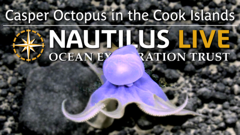 Casper Octopus in the Deep Sea of the Cook Islands