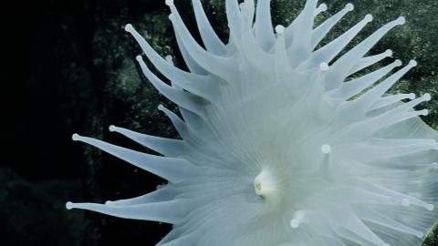 #TBT to our NA176 expedition exploring the #CookIslands with this very large and beautiful #Corallimorpharia. Although they look like anemones, these marine cnidarians are actually closely related to corals!