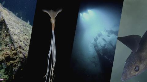 2025 wow moments OET